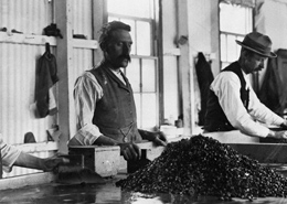 Historical image of a man working at a diamond cutting, polishing and sorting workbench in Kimberley, South Africa, circa 19th Century. Cape Town Diamond Museum 2025.